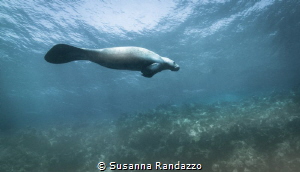 Manatee encounter,La Poza-Xcalak by Susanna Randazzo 
